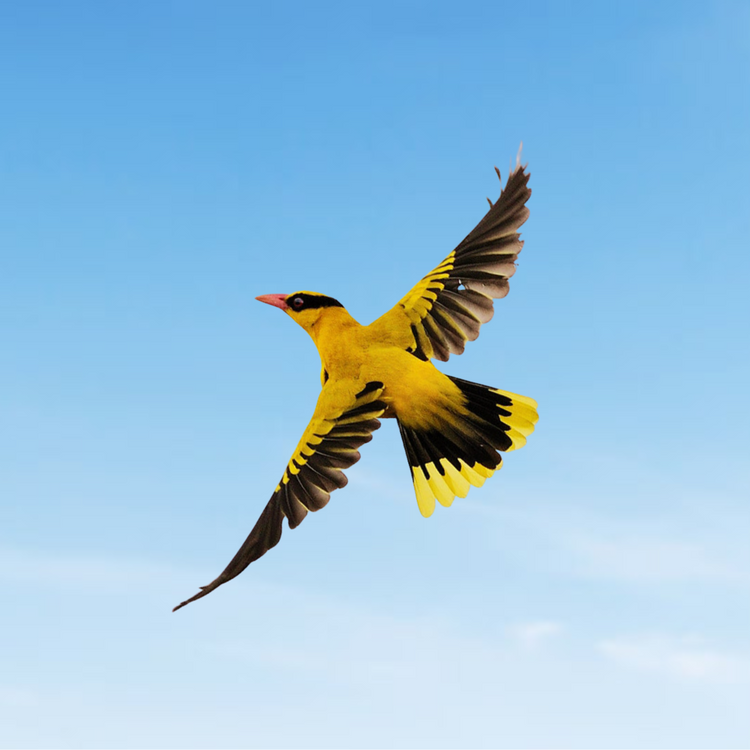 Bird Seed / Food