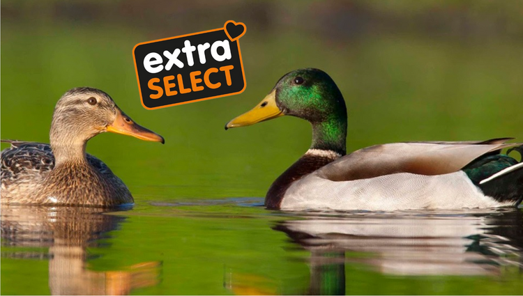 Extra Select