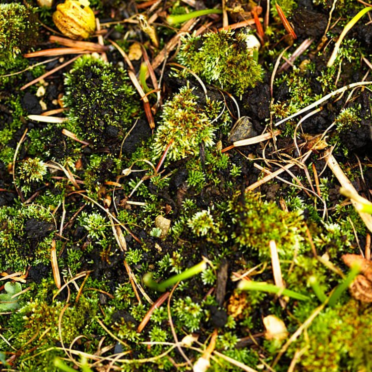 Moss Remover